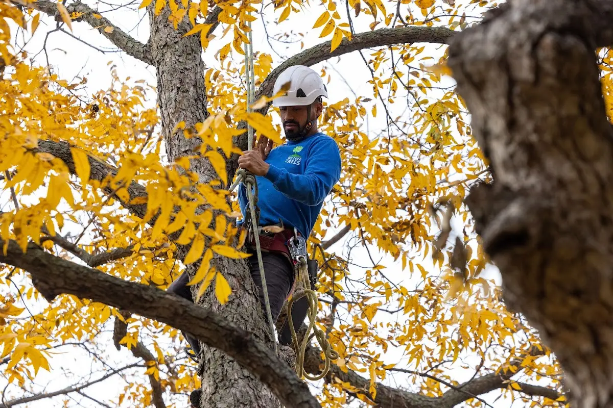 Skilled Tree Planing crew working in Saint Clair